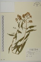 藏品(臺灣馬蘭)的圖片