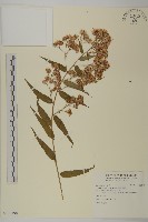 藏品(臺灣馬蘭)的圖片