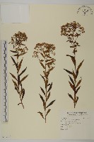 藏品(臺灣馬蘭)的圖片