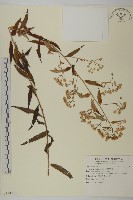 藏品(臺灣馬蘭)的圖片