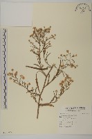 藏品(掃帚菊)的圖片