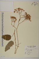 藏品(臺灣山白蘭)的圖片