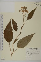 藏品(臺灣山白蘭)的圖片