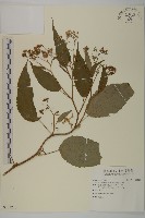 藏品(臺灣山白蘭)的圖片