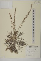 藏品(太魯閣艾)的圖片