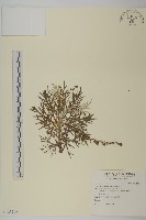 藏品(相馬氏艾)的圖片