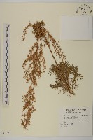 藏品(細葉山艾)的圖片