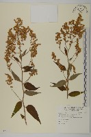 藏品(珍珠蒿、奇蒿)的圖片