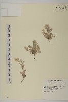 藏品(尼泊爾籟簫)的圖片