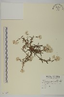 藏品(抱莖籟簫)的圖片