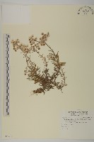 藏品(抱莖籟簫)的圖片