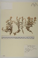 藏品(抱莖籟簫)的圖片