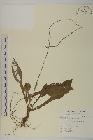 藏品(臺灣鬼督郵)的圖片