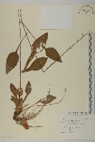 藏品(臺灣鬼督郵)的圖片