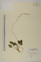 藏品(臺灣鬼督郵)的圖片