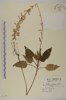 藏品(阿里山鬼督郵)的圖片