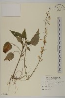 藏品(阿里山鬼督郵)的圖片