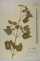 藏品(紫花霍香薊)的圖片