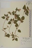 藏品(霍香薊)的圖片