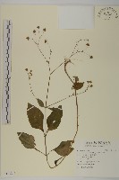 藏品(下田菊)的圖片