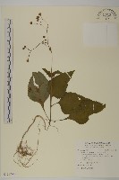 藏品(下田菊)的圖片