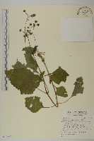 藏品(下田菊)的圖片