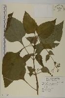 藏品(下田菊)的圖片