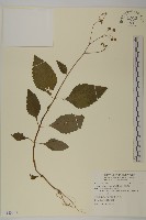 藏品(下田菊)的圖片