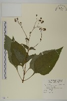 藏品(下田菊)的圖片