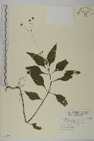 藏品(下田菊)的圖片