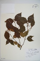 藏品(闊葉紅子仔)的圖片