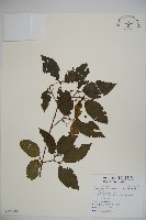 藏品(紅子莢迷)的圖片