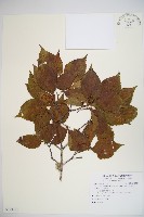 藏品(紅子莢迷)的圖片