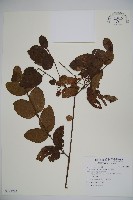 藏品(呂宋莢迷)的圖片