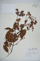 藏品(呂宋莢迷)的圖片