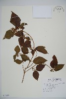 藏品(呂宋莢迷)的圖片