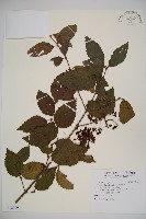 藏品(呂宋莢迷)的圖片