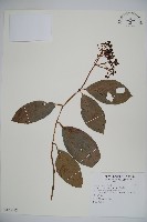 藏品(珊瑚樹)的圖片