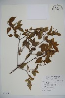 藏品(狹葉莢迷)的圖片