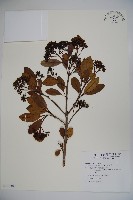 藏品(珊瑚樹)的圖片