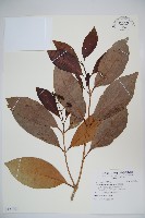 藏品(珊瑚樹)的圖片