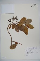 藏品(珊瑚樹)的圖片