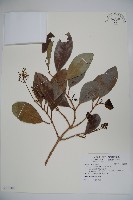 藏品(珊瑚樹)的圖片