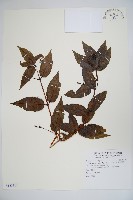 藏品(阿里山忍冬、漸尖葉忍冬)的圖片