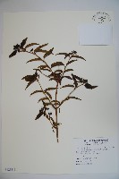 藏品(阿里山忍冬、漸尖葉忍冬)的圖片