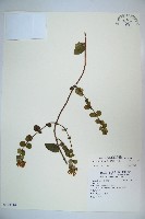 藏品(無梗忍冬)的圖片