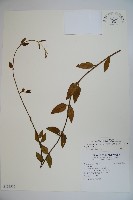 藏品(阿里山忍冬、漸尖葉忍冬)的圖片