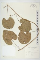 藏品(車前草)的圖片