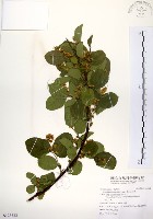 藏品(灰木)的圖片
