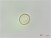 藏品(糯米團)的圖片